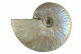 Silver Iridescent Ammonite (Cleoniceras) Fossil - Madagascar #346743-1